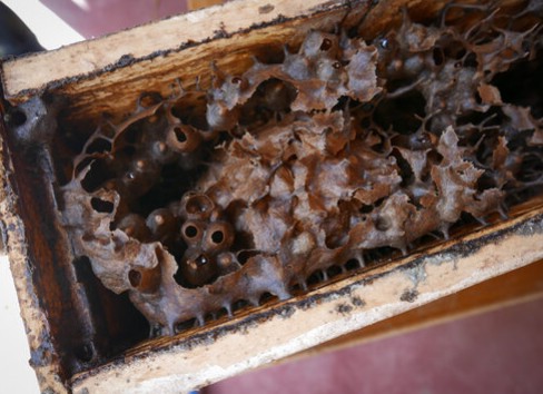 StinglessBee Honey